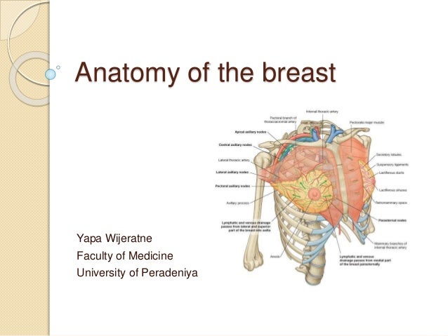 breast female ppt Sexual femdom archetype
